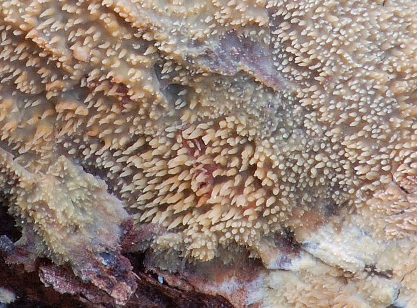 Mycoacia uda
